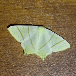 70.243 - Swallow-tailed Moth
