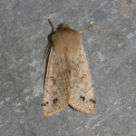 73.250 - Twin-spotted Quaker