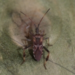 Western Conifer Seed Bug