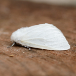 72.009 - White Satin Moth