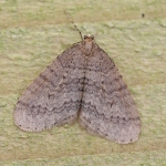 70.106 - Winter Moth