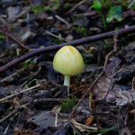 Yellow Fieldcap